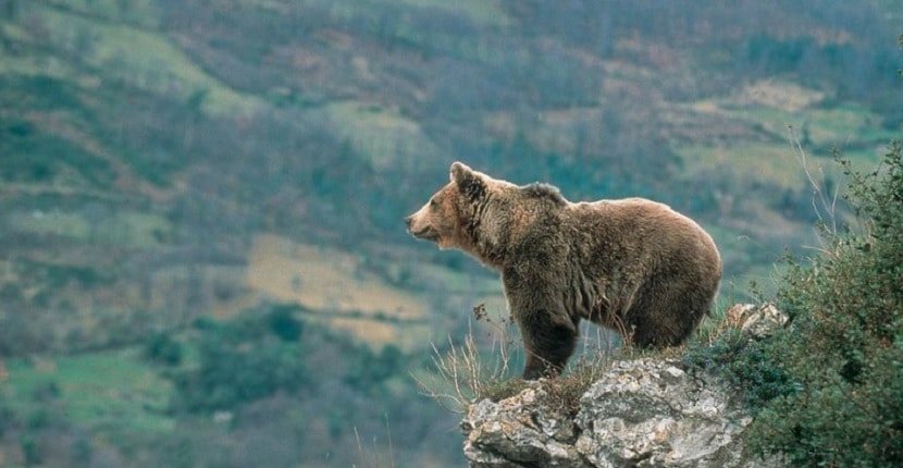 Ver osos en Asturias